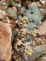 Dudleya abramsii affinis