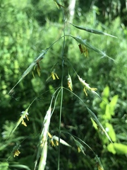 Bromus riparius