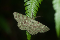 Ophthalmitis herbidaria