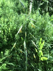 Bromus riparius