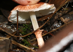 Lepiota haemorrhagica