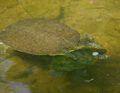 Apalone spinifera pallida