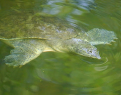 Apalone spinifera pallida