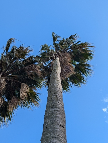 Pritchardia remota observed 2024-07-08