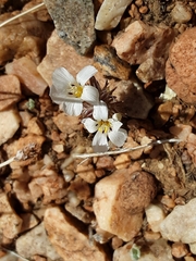 Linanthus killipii