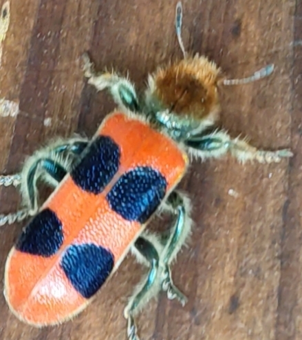Trichodes davidis