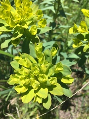Euphorbia stepposa