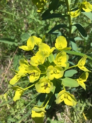 Euphorbia stepposa