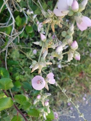 Malacothamnus fasciculatus catalinensis