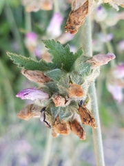 Malacothamnus fasciculatus catalinensis