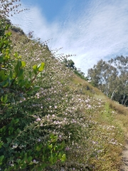 Malacothamnus fasciculatus catalinensis