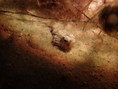 Maxillicosta scabriceps