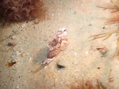 Maxillicosta scabriceps