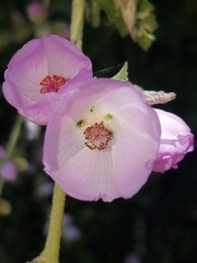 Malacothamnus fasciculatus catalinensis