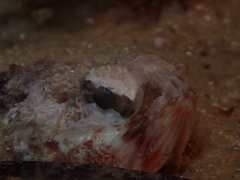 Maxillicosta scabriceps