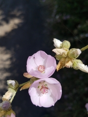 Malacothamnus fasciculatus catalinensis