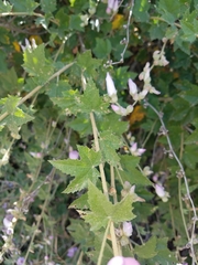 Malacothamnus fasciculatus catalinensis
