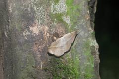 Hypopyra vespertilio
