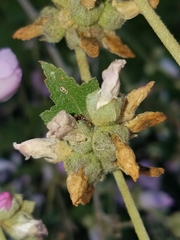 Malacothamnus fasciculatus catalinensis