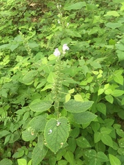 Scutellaria ovata rugosa