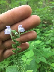 Scutellaria ovata rugosa