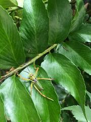 Neobarrettia spinosa