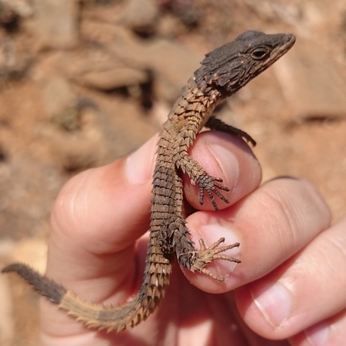 Lawrence’s Nama Lizard, Namazonurus lawrenci