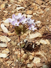 Leptosiphon breviculus