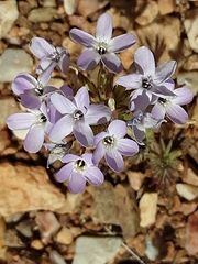 Leptosiphon breviculus