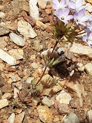 Leptosiphon breviculus