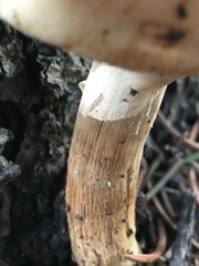 Agaricineae