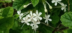 Clerodendrum calamitosum