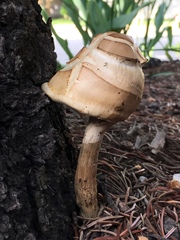 Agaricineae
