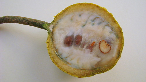 Genus Crateva · iNaturalist