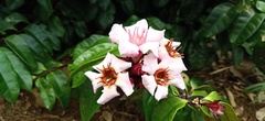 Strophanthus gratus