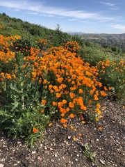 Eschscholzia californica