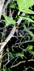 Pachydiplax longipennis