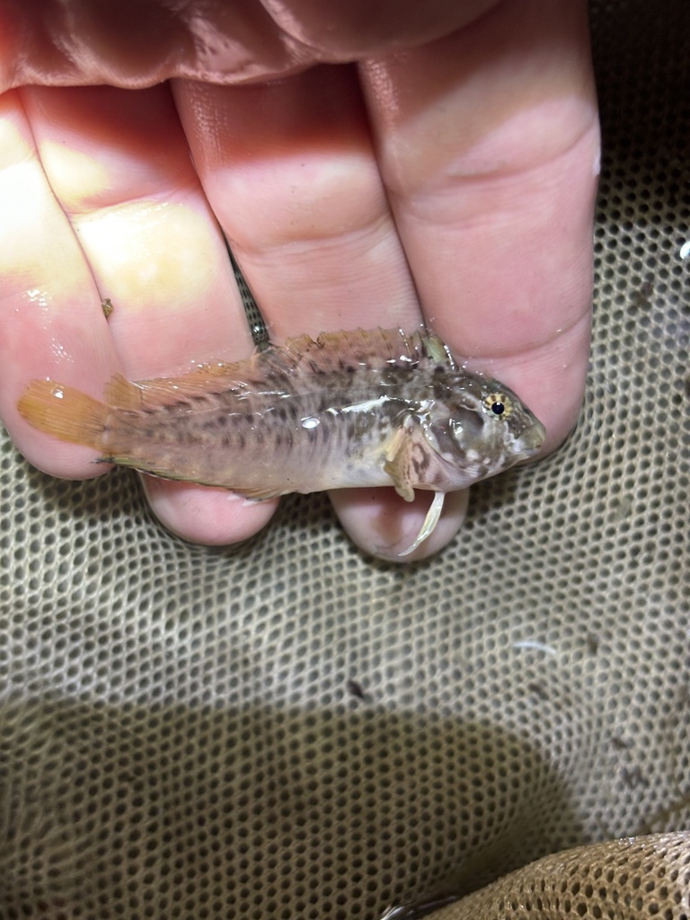 Crested Blenny