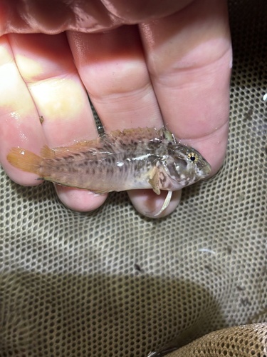 Crested Blenny