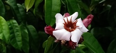 Strophanthus gratus
