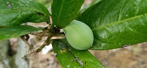 Magnolia coco