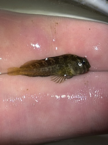 Freckled Blenny
