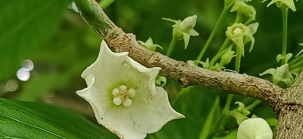 Vallaris glabra; photograph (c) Ong Jyh Seng, some rights reserved (CC BY-SA)