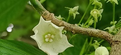 Vallaris glabra
