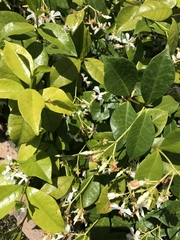 Trachelospermum