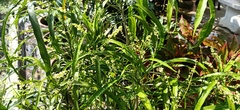 Melicope denhamii