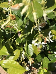 Trachelospermum