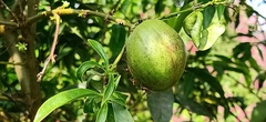 Phaleria macrocarpa