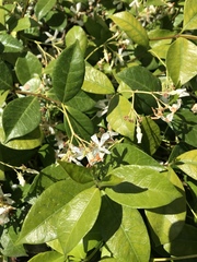 Trachelospermum