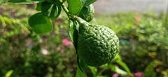 Citrus hystrix